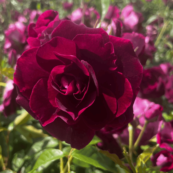 Rose Burgundy Ice (Floribunda)