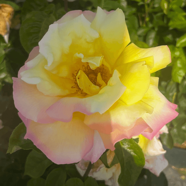 Rose Peace (Hybrid Tea)