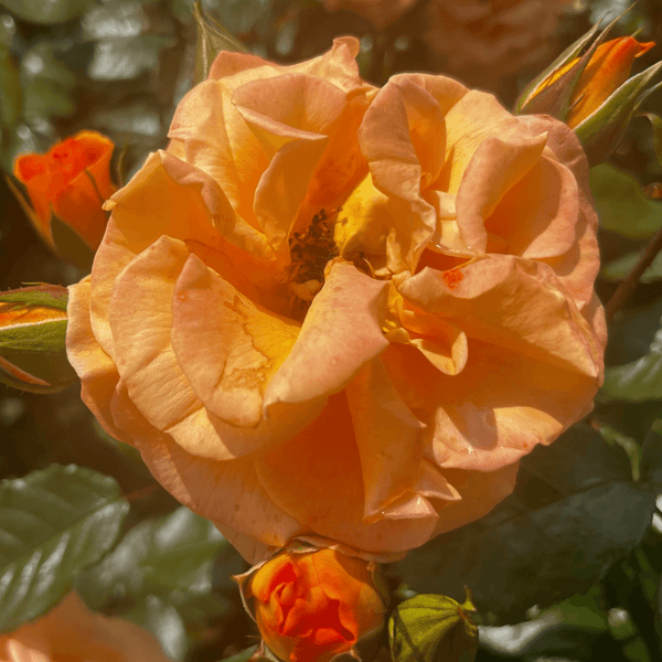 Rose Westzeit (Floribunda)