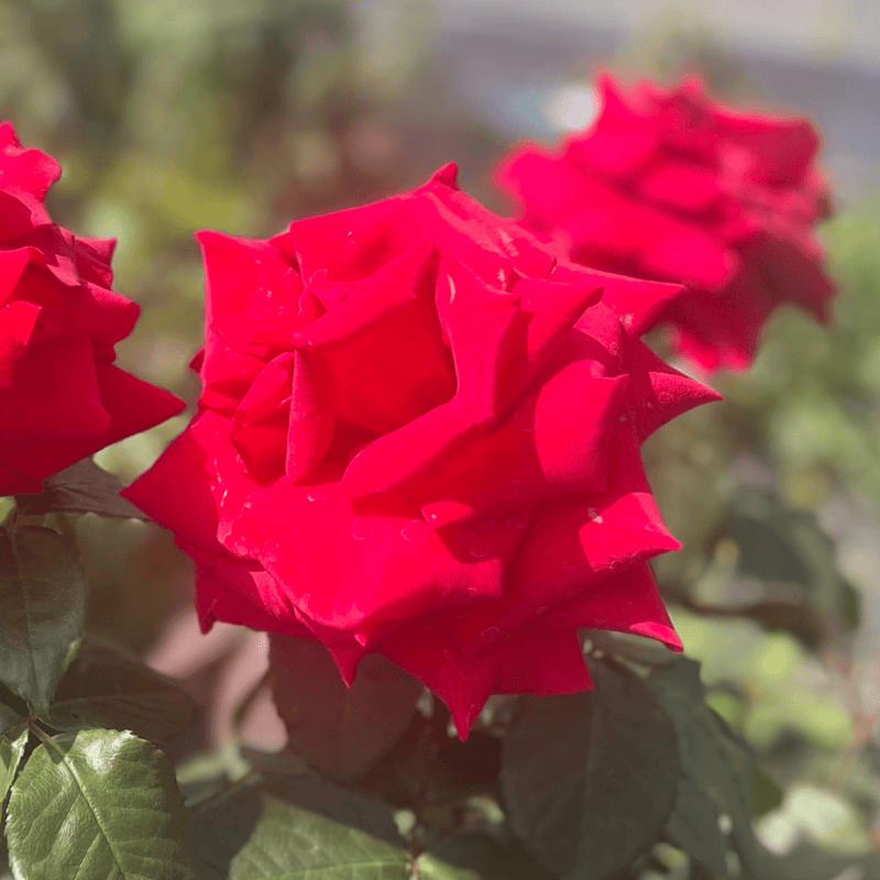 Rose Royal William (Hybrid Tea)