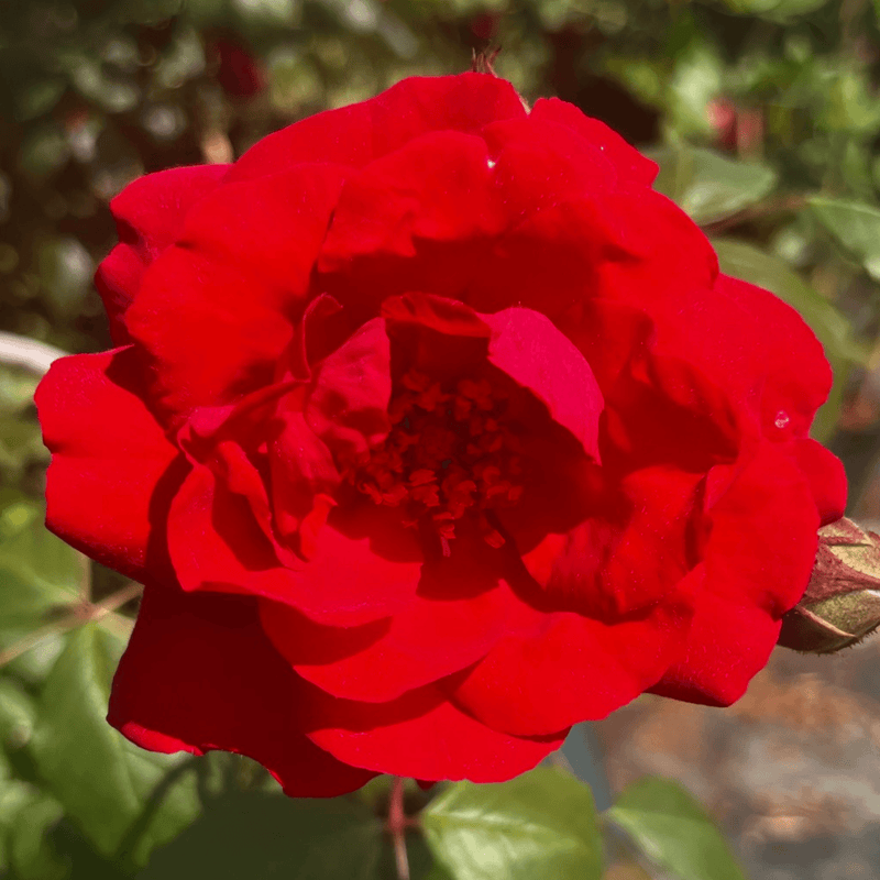 Rose Paul's Scarlet Climber (Climber)