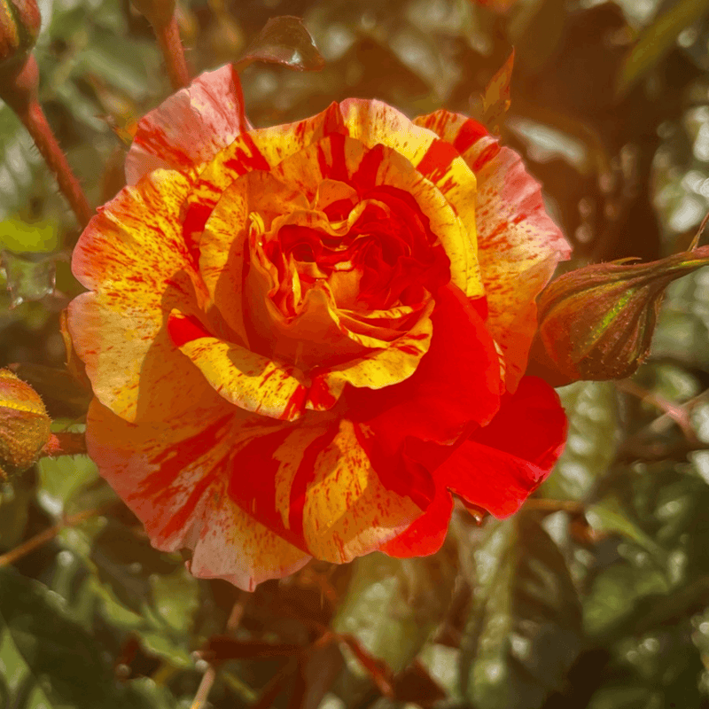 Rose Orange & Lemons (Floribunda)