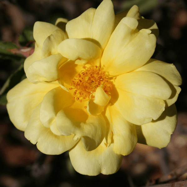 Rose Allgold (Shrub)
