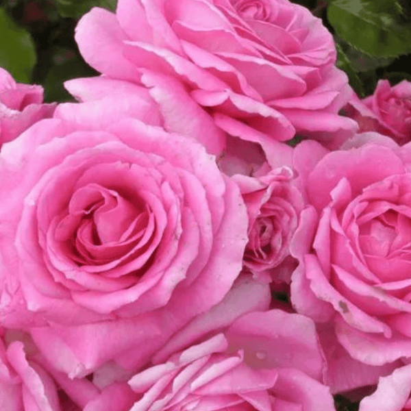 Rose Celebrating Life (Floribunda)