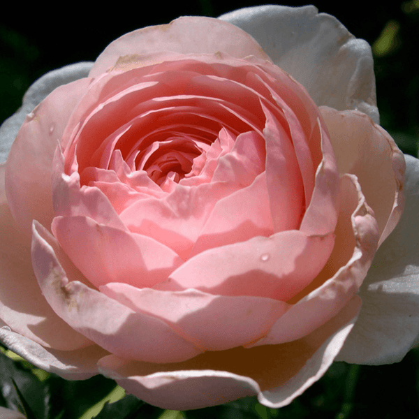 Rose Heritage