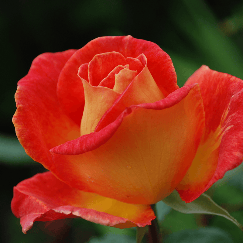 Rose Piccadilly (Hybrid Tea)