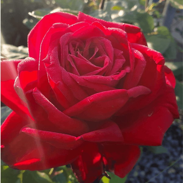 Rose Remembrance (Floribunda)