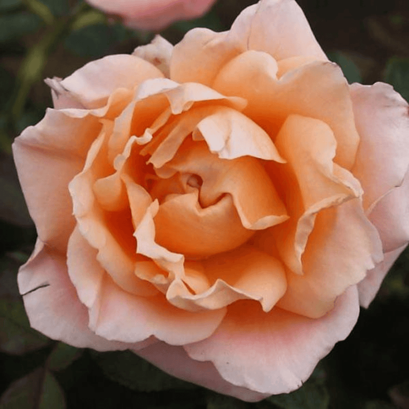 Rose Ruffles Dream (Shrub)