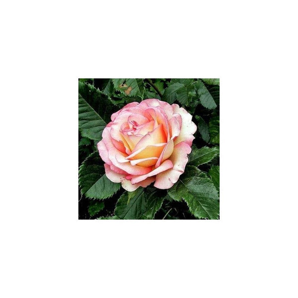 Rose Perfume Kisses (Floribunda)