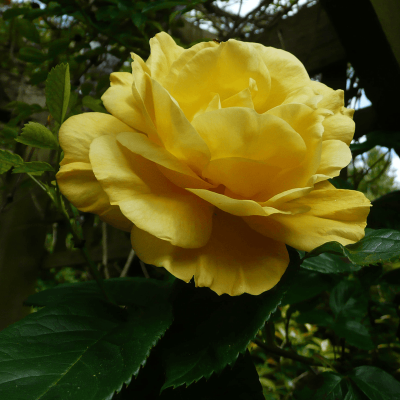 Rose Arthur Bell Clg (Climber)