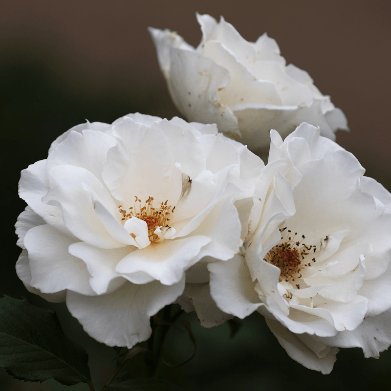 Rose Margaret Merrill (Floribunda)