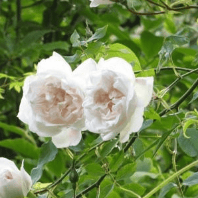 Rose Mme Alfred Carriere (Climber)