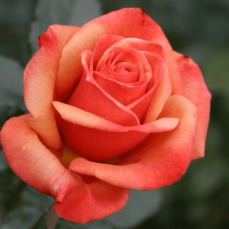 Rose Remember Me (Hybrid Tea)