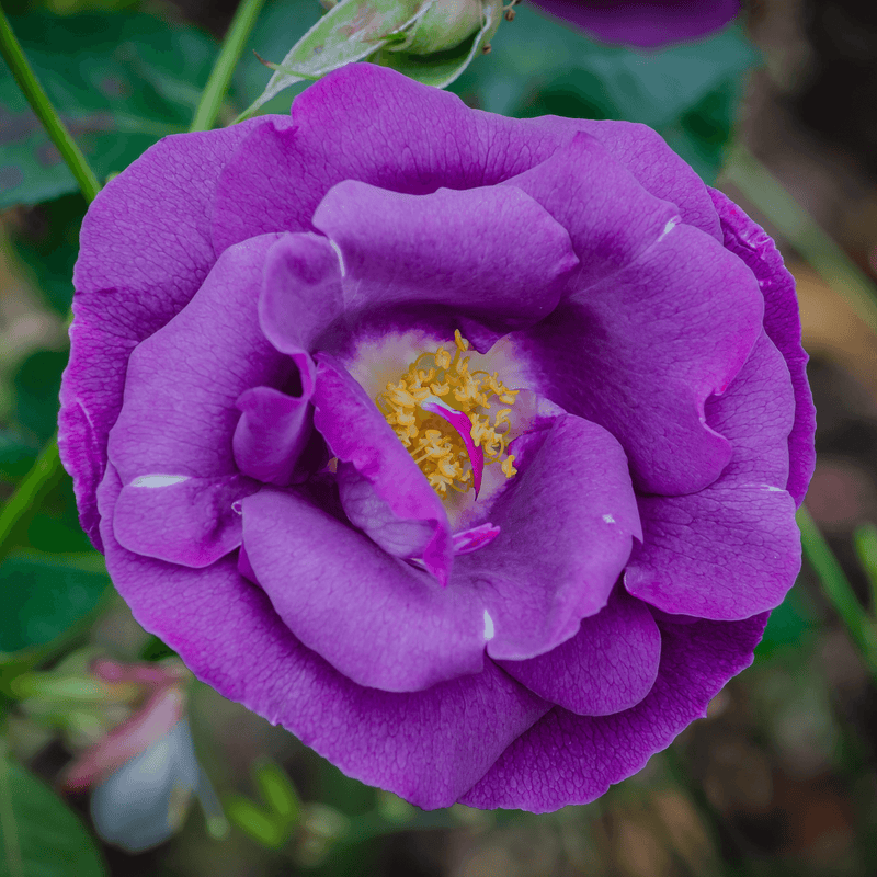 Rose Rhapsody In Blue (Shrub)