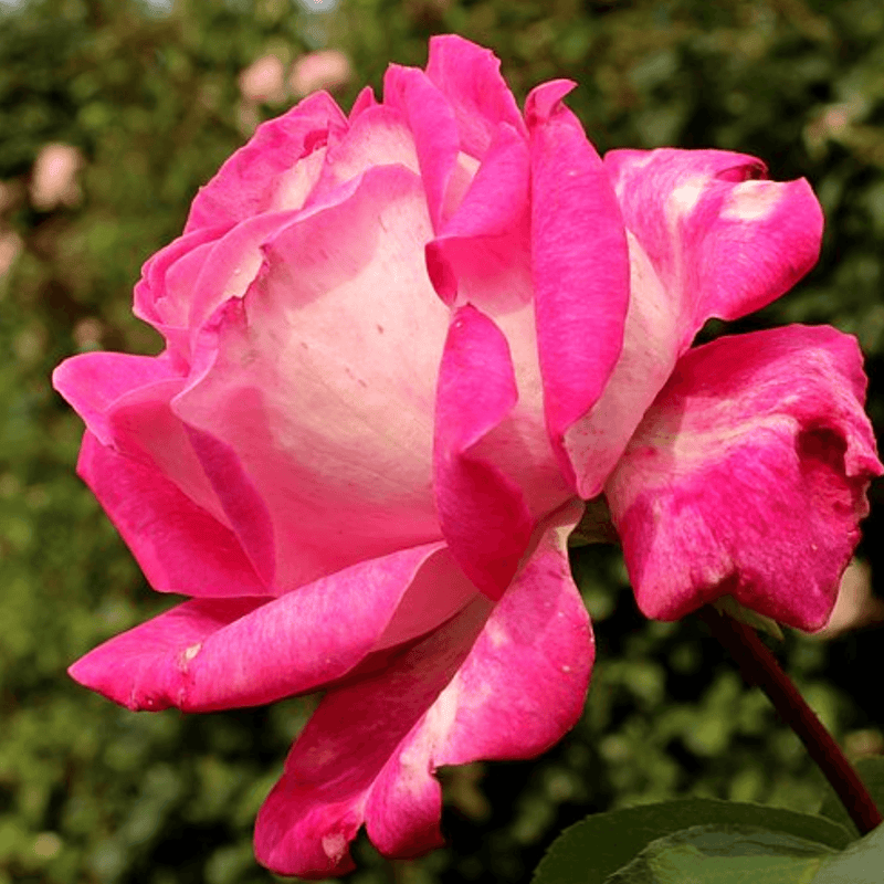 Rose Rose Gaujard (Hybrid Tea)