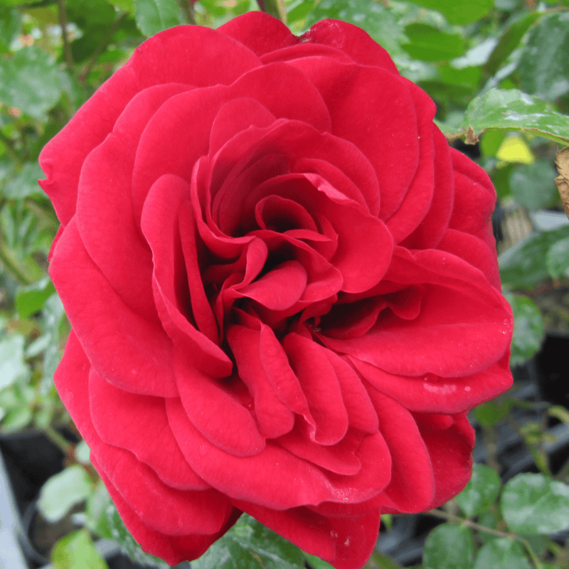 Rose Ruby Anniversary*
