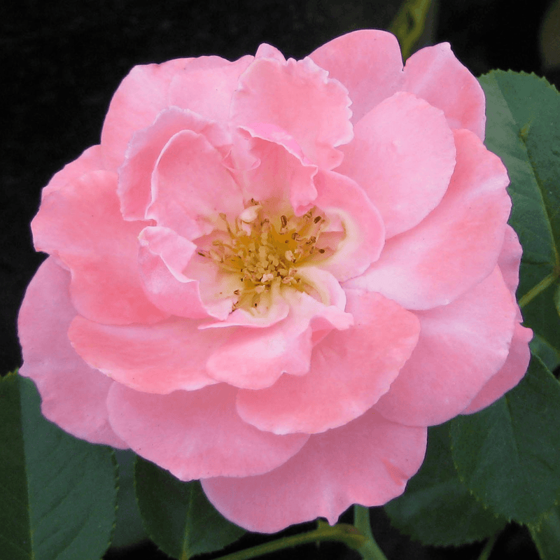 Rose Sexy Rexy*