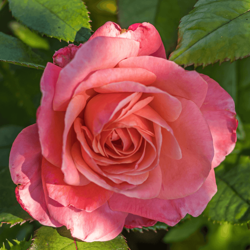 Rose Silver Jubilee (Hybrid Tea)