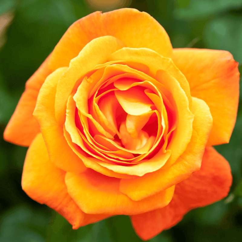 Rose Super Trouper (Floribunda)