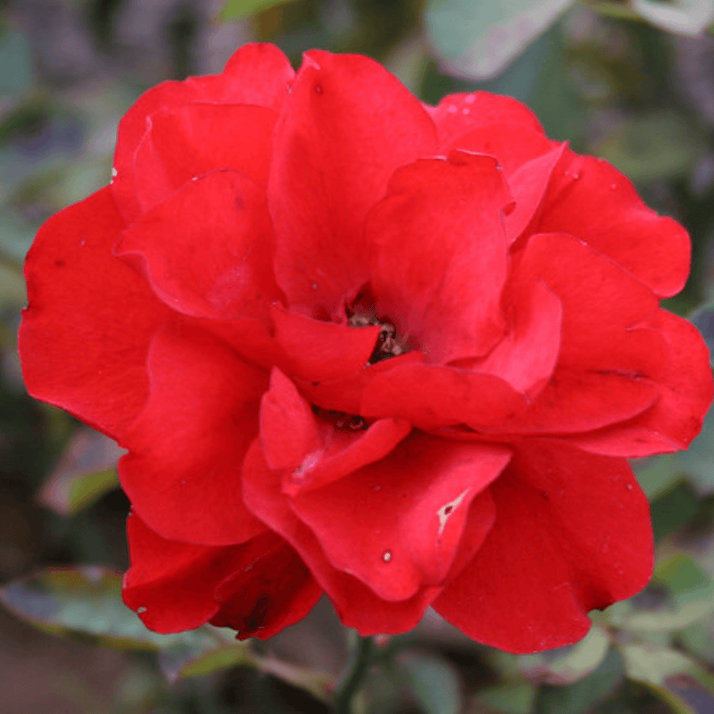 Rose Trumpeter (Floribunda)