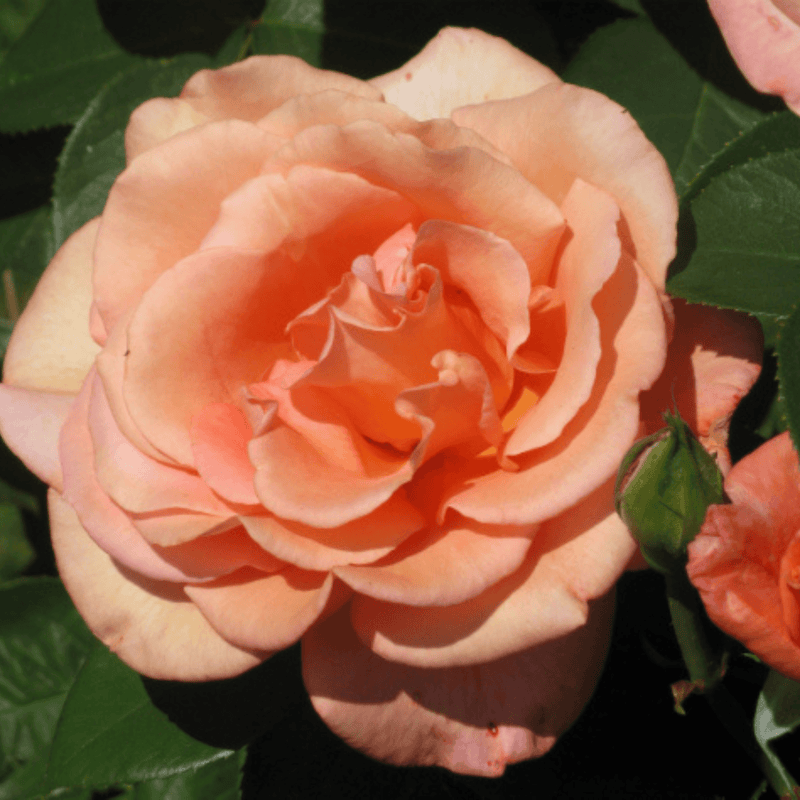 Rose Warm Wishes (Hybrid Tea)