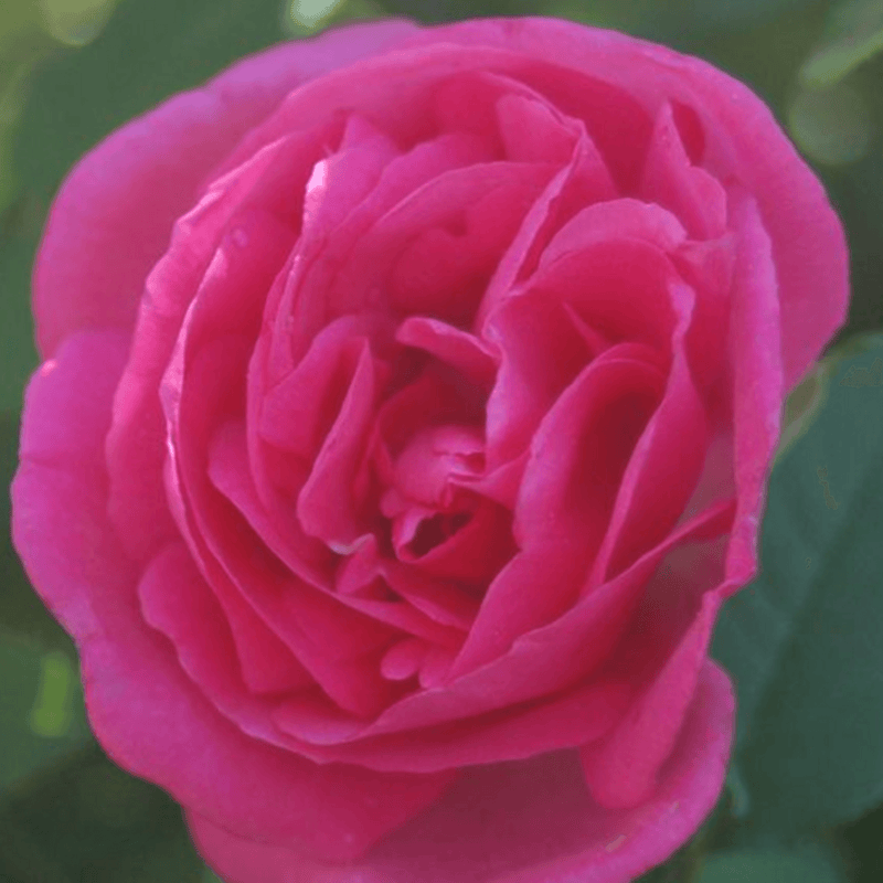 Rose Zepherine Droughin (Climber)