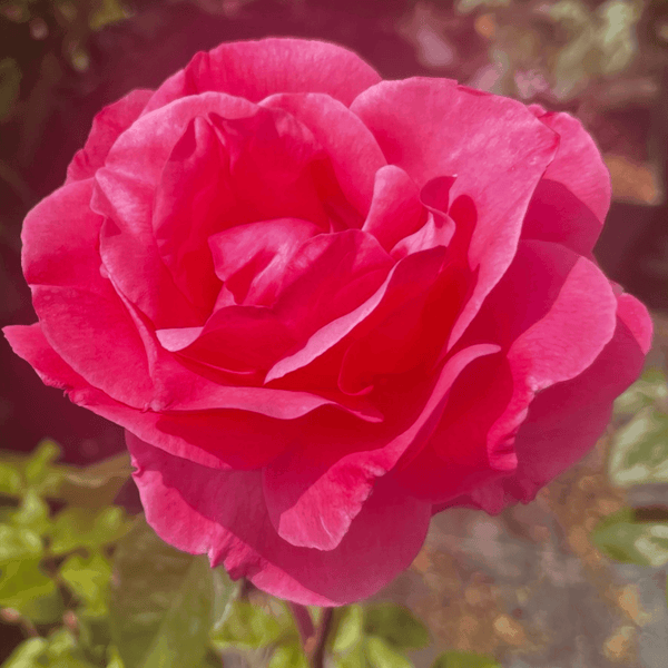 Rose Queen Elizabeth (Floribunda)