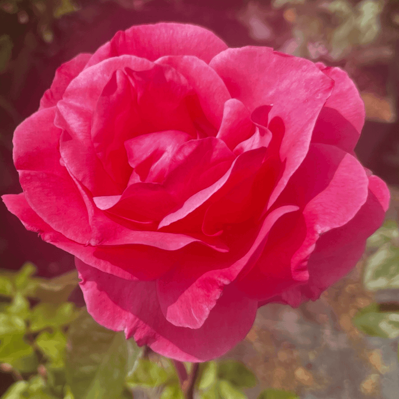 Rose Queen Elizabeth (Floribunda)